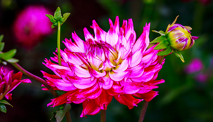 포토 JPG 해외이미지 꽃 산업 농업 자연 국화 사람없음 야외 가로 컬러풀 닫기 달리아 원예 해외포토 식물 컬러 모션 취미 생태계 파일형식 이미지허브