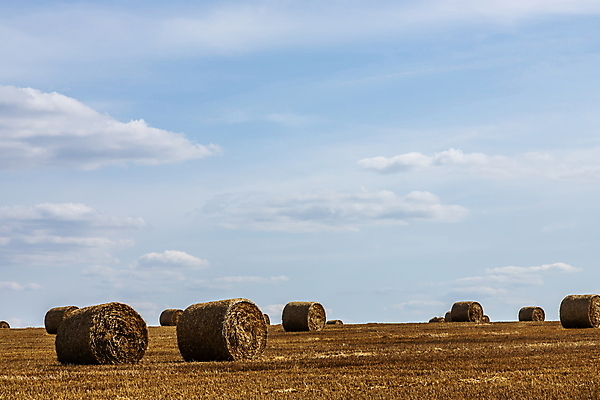 포토 JPG 해외이미지 식물 계절 산업 음식 밭 농업 자연 하늘 건조 사람없음 야외 초록색 파란색 농작물 농장 농경지 노란색 환경 맑음 수확 성장 시골 황금 건초더미 볏짚 낟알 땅 자르기 밀 유기농 보리 뭉치 밀짚 내추럴 밭일 호밀 해외포토 웰빙 컬러 모션 날씨 곡류 건초 짚 생태계 파일형식 더미 이미지허브
