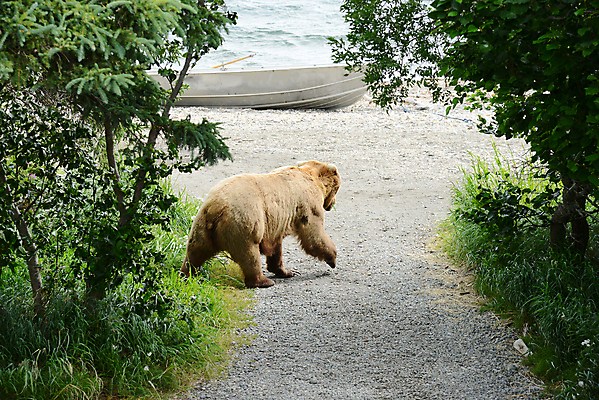 포토 JPG 해외이미지 주간 한마리 야생동물 새끼 곰 사람없음 야외 걷기 해외포토 자연요소 동물 1 포유류 모션 파일형식 이미지허브
