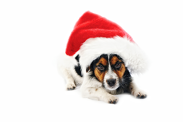 포토 JPG 해외이미지 동물 모자 크리스마스 겨울 휴가 새해 선물 사람없음 빨간색 반려동물 산타클로스 머리 귀여움 흰색 축하 개 강아지 작음 12월 모피 테리어 연도 사냥개 솜털 주둥이 캡모자 해외포토 모자_잡화 잡화 계절 기념일 컬러 컨셉 포유류 신체부위 날짜 크기 파일형식 이미지허브