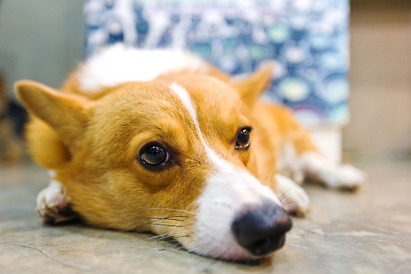 포토 JPG 해외이미지 동물 라이프스타일 공원 행복 백그라운드 자연 바닥 건강 사랑 사람 사람없음 야외 반려동물 사무실 뷰티 봄 방 침대 잠 개 강아지 시멘트 송곳니 기르기 아기사슴 해외포토 계절 공공시설 감정 새끼 가구 비즈니스 포유류 사슴 생활 치아 생태계 돌봄 파일형식 이미지허브