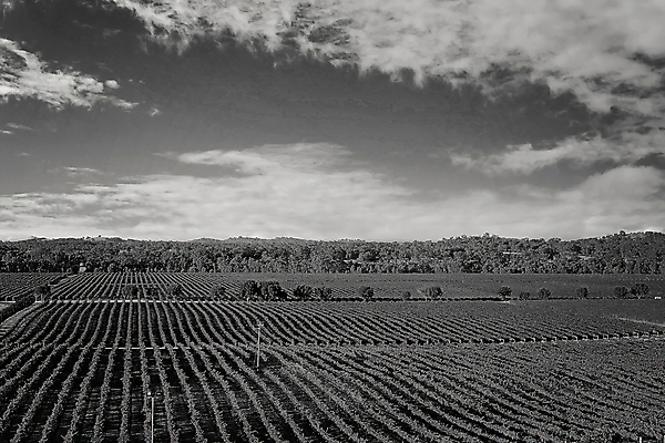 포토 JPG 해외이미지 나무 식물 계절 산업 도로 음식 여행 백그라운드 잎 밭 농업 과일 자연 포도 흑백 사람없음 야외 초록색 농장 와인 흙 수확 성장 시골 호주 샴페인 언덕 포도밭 장면 포도나무 양조장 줄서기 지하실 해외포토 길 컬러 교통시설 모션 주류 촬영기법 오세아니아 과일나무 생태계 파일형식 이미지허브