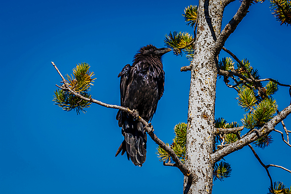 포토 JPG 해외이미지 나무 동물 북아메리카 자연 조류 사람없음 야외 가로 컬러풀 미국 닫기 까마귀 와이오밍 해외포토 식물 컬러 모션 아메리카 생태계 파일형식 이미지허브