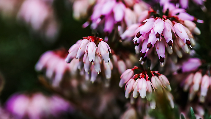 포토 JPG 해외이미지 식물 계절 꽃잎 꽃 분홍색 백그라운드 겨울 꽃무늬 자연 휴가 사람없음 야외 컬러풀 새싹 환경 정원 보라색 봄 성장 벚꽃 나뭇가지 신선 개화 4월 원예 상록수 내추럴 해외포토 나무 컬러 무늬 취미 날짜 생태계 파일형식 이미지허브