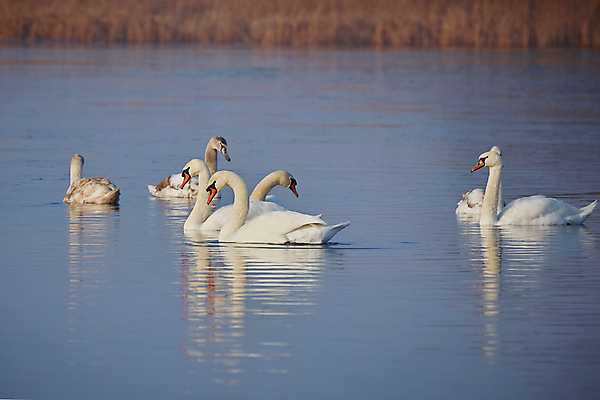 포토 JPG 해외이미지 동물 호수 야생동물 백그라운드 겨울 자연 벽지 조류 거리 오리 사람없음 세로 물 파란색 뷰티 수영 낭만 추위 안개 달력 흰색 연못 최고 깃털 부리 백조 엽서 목 내추럴 벨로루시 많음 해외포토 자연요소 계절 컬러 컨셉 날씨 신체부위 수상스포츠 편지 생태계 파일형식 이미지허브