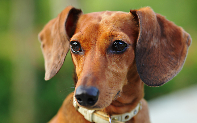 포토 JPG 해외이미지 동물 응시 행복 새끼 장난 포유류 자연 초원 사람없음 야외 초록색 반려동물 개 달콤 강아지 작음 닥스훈트 사냥 귀 주둥이 송곳니 강렬 기르기 섬광 유래 헐렁 해외포토 시선 감정 컬러 컨셉 신체부위 맛 치아 크기 생태계 돌봄 파일형식 이미지허브