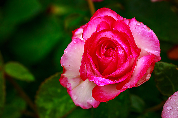 포토 JPG 해외이미지 꽃 산업 농업 자연 사람없음 야외 가로 컬러풀 장미 닫기 원예 카피스페이스 해외포토 식물 컬러 모션 취미 공백 생태계 파일형식 이미지허브