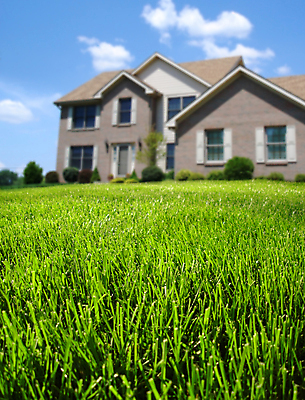 포토 JPG 해외이미지 식물 자연 잔디 사람없음 초록색 성장 칼날 내추럴 해외포토 컬러 생태계 파일형식 이미지허브