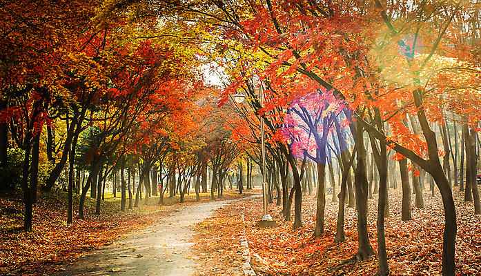 포토 JPG 해외이미지 주간 단풍 단풍나무 사람없음 야외 공원길 해외포토 자연요소 나무 길 잎 파일형식 이미지허브