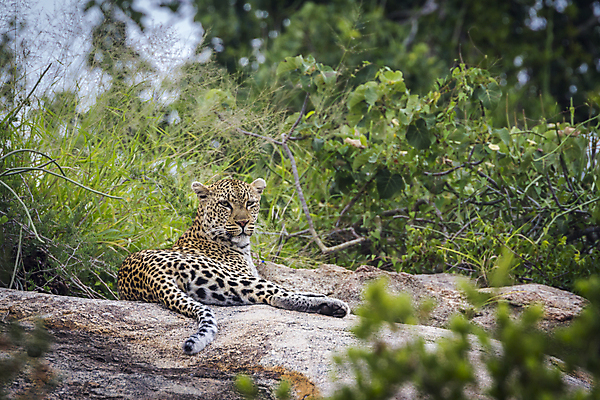 포토 JPG 해외이미지 주간 한마리 응시 야생동물 엎드리기 자연 사람없음 야외 아웃포커스 숲 맹수 표범 남아프리카 보츠와나 해외포토 자연요소 동물 1 시선 포유류 모션 아프리카 촬영기법 생태계 파일형식 이미지허브