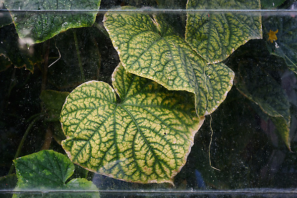 포토 JPG 해외이미지 식물 꽃 음식 잎 농업 채소 재료 자연 유리 오이 건강 사람없음 초록색 농작물 농장 노란색 세일 새싹 정원 수확 성장 나뭇가지 시골 파마 먹기 유기농 원예 먼지 땅바닥 밭일 생태학 숙성 온실 채식주의자 해외포토 나무 헤어스타일 웰빙 교육 산업 컬러 모션 재질 바닥 취미 생태계 채식 파일형식 이미지허브