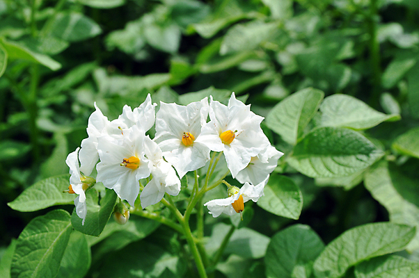 포토 JPG 해외이미지 식물 계절 꽃 음식 백그라운드 잎 꽃무늬 농업 채소 자연 감자 사람없음 야외 초록색 뷰티 농장 봄 수확 성장 벚꽃 흰색 시골 개화 땅 유기농 내추럴 세련 해외포토 웰빙 산업 컬러 무늬 생태계 파일형식 이미지허브