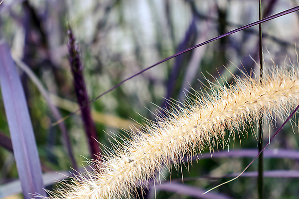 포토 JPG 해외이미지 식물 디자인 줄기 백그라운드 잎 패턴 밭 자연 벽지 바람 추상 건조 잔디 사람없음 갈색 노란색 환경 흰색 시골 그룹 황금 닫기 볏짚 다발 모래언덕 묘사 질감 밀짚 내추럴 고립 엘리먼트 해외포토 자연요소 컬러 무늬 농업 모션 날씨 짚 언덕 생태계 파일형식 이미지허브