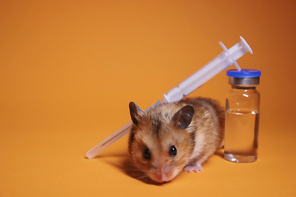 포토 JPG 해외이미지 백그라운드 주사기 사람없음 기댐 설치류 햄스터 주사약 주황색배경 해외포토 동물 의료기기 모션 반려동물 약 주황색 파일형식 이미지허브