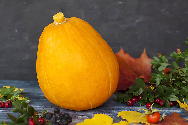 포토 JPG 해외이미지 나무 식물 계절 열매 백그라운드 컨셉 잎 꽃무늬 오렌지 가정 호박 휴가 사람없음 장식 초록색 컬러풀 태양 노란색 환경 맑음 어둠 할로윈 수확 시골 신선 황금 추수감사절 내추럴 해외포토 자연요소 꽃 기독교 컬러 무늬 농업 채소 과일 날씨 파일형식 이미지허브