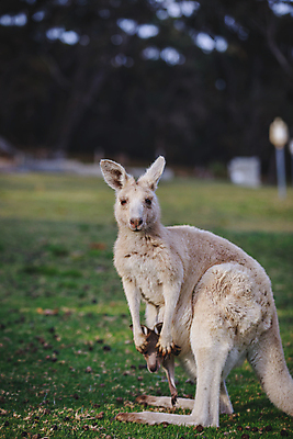 포토 JPG 해외이미지 동물 야생동물 백그라운드 포유류 자연 휴식 털 따뜻함 동물원 사람없음 야외 회색 흰색 아기 잠 호주 꼬리 위치 캥거루 동쪽 동물상 해외포토 컬러 컨셉 사람 조형물 오세아니아 방향 생태계 파일형식 이미지허브