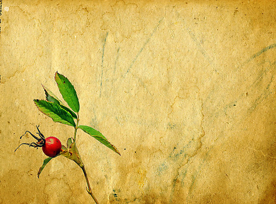 포토 JPG 해외이미지 식물 디자인 종이 줄기 백그라운드 자연 표면 날씨 추상 프레임 사람없음 노란색 우주 쪽지 공백 수확 점 거친 주름 균열 황폐 질감 문서 복고 심플 페이지 스크래치 찢어짐 시트 판지 나쁜 구식 그런지 세피아 양피지 옛날 원고 파피루스 노화 스타일 해외포토 컬러 컨셉 무늬 농업 모션 촬영기법 생태계 파일형식 이미지허브