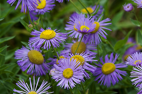 포토 JPG 해외이미지 식물 꽃잎 꽃 백그라운드 꽃무늬 자연 사람없음 초록색 파란색 컬러풀 노란색 정원 보라색 봄 벚꽃 닫기 데이지 꽃가루 고립 해외포토 계절 컬러 무늬 모션 가루 생태계 파일형식 이미지허브