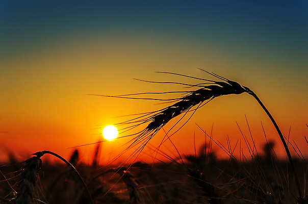 포토 JPG 해외이미지 식물 실루엣 빵 줄기 백그라운드 밭 농업 오렌지 자연 하늘 날씨 건조 옥수수 씨앗 풍경 사람없음 야외 빨간색 여름 농작물 햇빛 태양 뷰티 갈색 노란색 일출 환경 황혼 일몰 새벽 활발 수확 광선 시골 뜨거움 황금 낟알 땅 시리얼 밀 밀짚 내추럴 숙성 채식주의자 호밀 수평선 세련 해외포토 자연요소 계절 산업 음식 컬러 컨셉 과일 곡류 촬영기법 노을 짚 생태계 채식 파일형식 이미지허브