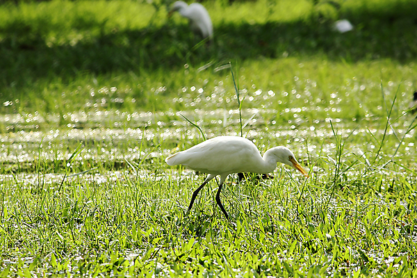 포토 JPG 해외이미지 동물 공원 호수 야생동물 백그라운드 밭 날개 아프리카 자연 벽지 조류 이집트 어류 서기 동양인 풍경 잔디 사람없음 야외 초록색 물 여름 걷기 환경 정원 흰색 연못 도시 습지 큼 왜가리 깃털 부리 목 내추럴 고립 동물상 생태학 해외포토 자연요소 식물 계절 공공시설 교육 나라 컬러 농업 모션 인종 신체부위 조형물 수중동물 크기 생태계 파일형식 이미지허브