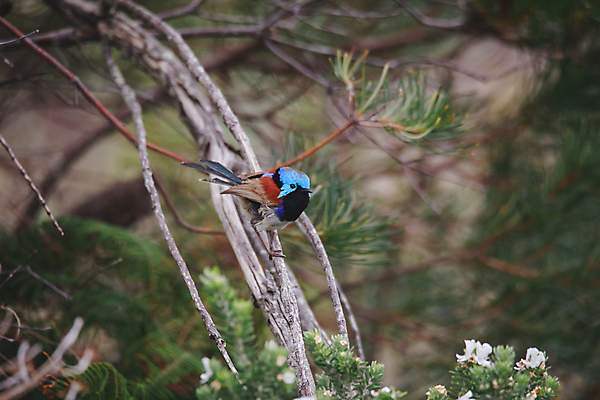 포토 JPG 해외이미지 손 남자 야생동물 백그라운드 자연 조류 요정 서기 사람없음 초록색 물 파란색 컬러풀 갈색 흰색 나뭇가지 관찰 호주 작음 꼬리 고립 오지 해외포토 자연요소 나무 동물 컬러 모션 사람 신체부위 오세아니아 크기 생태계 파일형식 이미지허브
