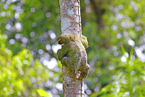 포토 JPG 해외이미지 나무 동물 공원 야생동물 포유류 모션 열대 털 매달리기 3 사람없음 초록색 갈색 중앙아메리카 숲 발가락 멸종 느림 남쪽 동물상 이국적 전국 코스타리카 특별함 해외포토 식물 공공시설 컬러 컨셉 발 아메리카 조형물 방향 파일형식 이미지허브