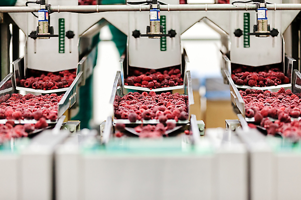 포토 JPG 해외이미지 공장 사람없음 냉동 기계 제조 소프트포커스 산딸기 일렬 분류 식품공장 냉동식품 해외포토 음식 과일 공업 촬영기법 파일형식 이미지허브