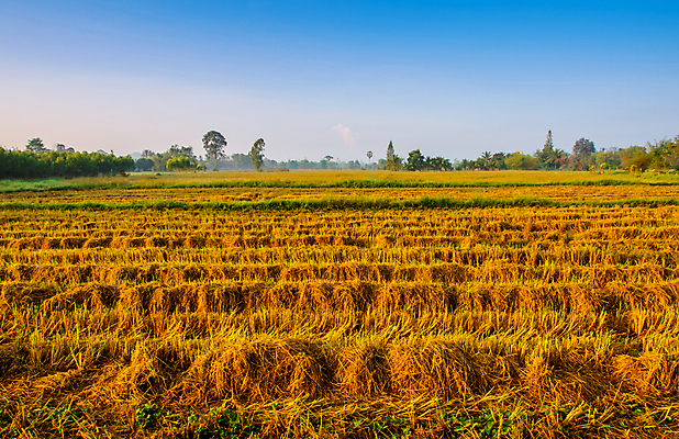 포토 JPG 해외이미지 식물 계절 음식 백그라운드 밭 농업 자연 하늘 밥 건조 풍경 사람없음 야외 여름 농작물 농장 농경지 노란색 수확 흰색 시골 황금 볏짚 밀 밀짚 내추럴 해외포토 산업 컬러 곡류 짚 생태계 파일형식 이미지허브