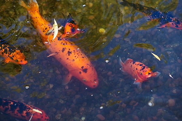 포토 JPG 해외이미지 동물 공원 아시아 호수 선 음식 여행 백그라운드 오렌지 자연 휴식 어류 동양인 사람없음 야외 장식 빨간색 물 강 컬러풀 뷰티 노란색 정원 일본 검은색 수중 수영 희망 흰색 연못 신선 황금 금붕어 잉어 내추럴 블러 해외포토 자연요소 공공시설 감정 나라 컬러 컨셉 과일 인종 수중동물 수상스포츠 생태계 파일형식 이미지허브