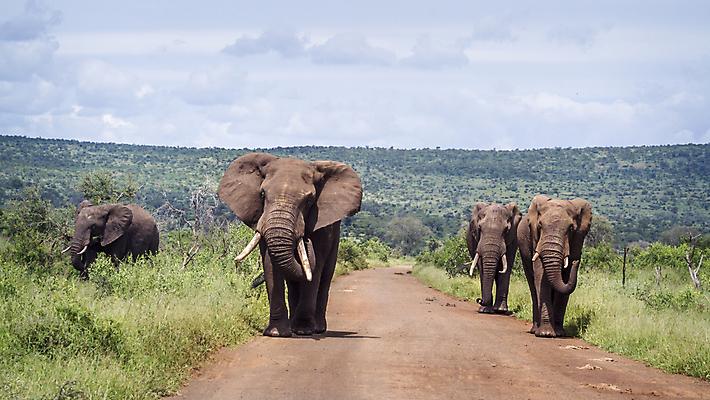 포토 JPG 해외이미지 동물 야생동물 포유류 모션 아프리카 자연 코끼리 파노라마 국립공원 사람없음 걷기 4 황무지 보호 사파리 남아프리카 보츠와나 보호구역 흙길 해외포토 멸종위기종 공원 나라 길 컨셉 촬영기법 숫자 흙 생태계 구역 파일형식 이미지허브