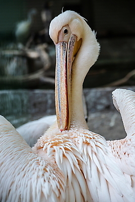 포토 JPG 해외이미지 동물 공원 호수 야생동물 분홍색 백그라운드 날개 자연 조류 동물원 사람없음 야외 물 뷰티 머리 흰색 연못 큼 펠리컨 깃털 묘사 부리 장면 목 물새 동쪽 계산서 내추럴 동물상 해외포토 자연요소 공공시설 컬러 신체부위 조형물 크기 방향 생태계 파일형식 이미지허브