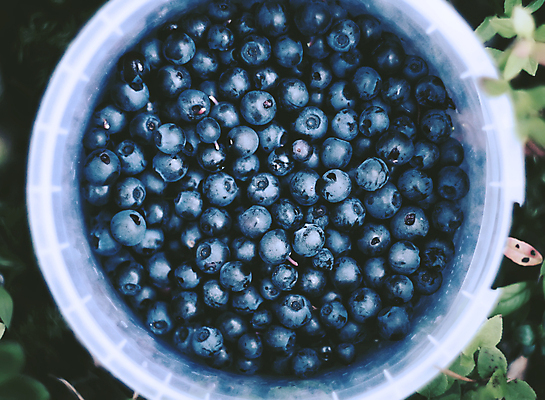 포토 JPG 해외이미지 라이프스타일 열매 음식 백그라운드 채소 과일 재료 디저트 건강 사람없음 파란색 검은색 신선 아침식사 먹기 유기농 블루베리 날것 산딸기 블랙베리 점심식사 건포도 단절 숙성 해외포토 식물 웰빙 컬러 모션 포도 생활 식사 건과일 파일형식 이미지허브