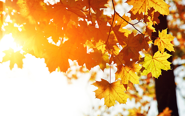 포토 JPG 해외이미지 나무 식물 계절 공원 백그라운드 단풍 잎 패턴 오렌지 자연 호박 사람없음 야외 목재 빨간색 초록색 빛 컬러풀 햇빛 태양 노란색 환경 정원 맑음 활발 할로윈 변화 황금 떨어짐 숲 9월 11월 보케 장면 추수감사절 10월 내추럴 해외포토 자연요소 공공시설 기독교 컬러 컨셉 무늬 채소 과일 재료 날씨 날짜 생태계 파일형식 이미지허브