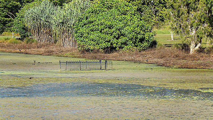 포토 JPG 해외이미지 나무 식물 동물 호수 잎 조류 오리 프레임 사람없음 환경 정원 수영 연못 개울 해조류 호주 숲 철사 일반 생태학 양치류 해외포토 교육 강 수상스포츠 해양식물 오세아니아 파일형식 이미지허브