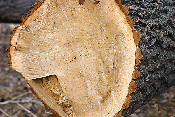 포토 JPG 해외이미지 나무 줄기 사람없음 목재 갈색 노란색 반지 원형 숲 장작 자르기 통나무 나무껍질 수목 해외포토 도형 식물 컬러 재료 장신구 모션 껍질 파일형식 이미지허브