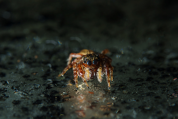 포토 JPG 해외이미지 꽃 곤충 백그라운드 자연 사람없음 정원 거미 아욱 해외포토 식물 동물 생태계 파일형식 이미지허브
