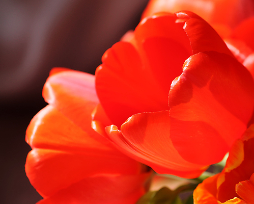 포토 JPG 해외이미지 공원 꽃잎 꽃 자연 선물 풍경 초원 사람없음 초록색 정원 맑음 봄 튤립 벚꽃 내추럴 해외포토 식물 계절 공공시설 컬러 날씨 생태계 파일형식 이미지허브