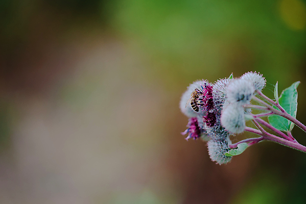 포토 JPG 해외이미지 식물 꽃잎 꽃 줄기 분홍색 백그라운드 잎 꽃무늬 밭 자연 버튼 국화 건강 사람없음 야외 초록색 머리 정원 보라색 회색 벚꽃 나뭇가지 개화 닫기 약초 허브 엉겅퀴 내추럴 꽃수술 식용 해외포토 나무 컬러 무늬 농업 모션 신체부위 풀_식물 생태계 파일형식 이미지허브