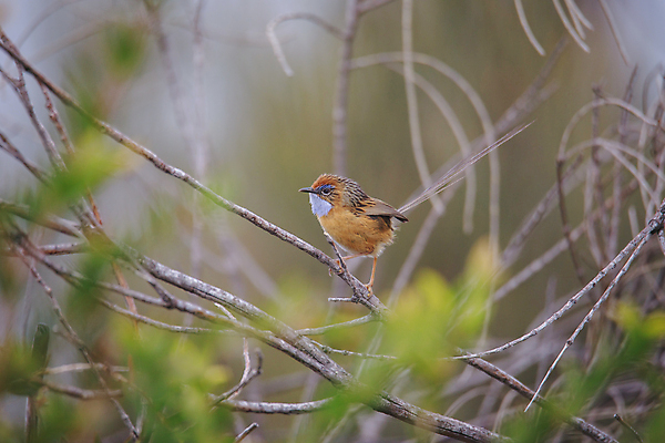 포토 JPG 해외이미지 나무 동물 공원 야생동물 백그라운드 오렌지 자연 조류 사람없음 빨간색 초록색 컬러풀 봄 흰색 나뭇가지 막대기 호주 작음 가슴 깃털 부리 남쪽 내추럴 삼림지대 전국 해외포토 식물 계절 공공시설 컬러 과일 신체부위 오세아니아 숲 크기 방향 생태계 파일형식 이미지허브
