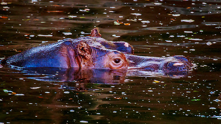 포토 JPG 해외이미지 동물 북아메리카 포유류 자연 동물원 사람없음 야외 가로 미국 연못 하마 해외포토 아메리카 생태계 파일형식 이미지허브