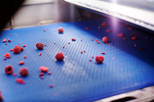 포토 JPG 해외이미지 공장 사람없음 냉동 기계 제조 산딸기 식품공장 냉동식품 해외포토 음식 과일 공업 파일형식 이미지허브