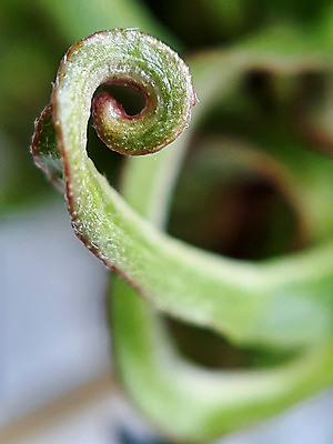 포토 JPG 해외이미지 식물 백그라운드 잎 자연 아침 사람없음 그래픽 초록색 빛 환경 봄 성장 신선 닫기 버드나무 그림 질감 생태학 그리너리 해외포토 주간 나무 계절 교육 컬러 모션 생태계 파일형식 트랜드컬러 이미지허브