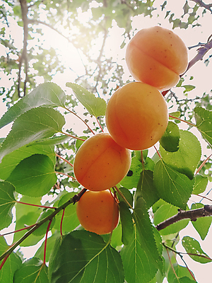 포토 JPG 해외이미지 나무 식물 계절 음식 농업 오렌지 자연 하늘 디저트 매달리기 건강 사람없음 초록색 여름 햇빛 태양 노란색 정원 맑음 수확 성장 나뭇가지 신선 거친 선택 달콤 맛 과수원 친환경 유기농 원예 날것 바이오 살구 숙성 정중 채식주의자 맛있는 해외포토 자연요소 웰빙 산업 컬러 컨셉 과일 모션 날씨 취미 환경 생태계 채식 파일형식 이미지허브