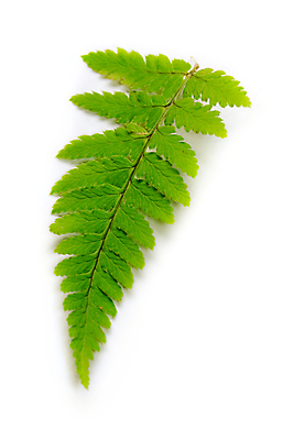 포토 JPG 해외이미지 모양 식물 줄기 백그라운드 잎 꽃무늬 패턴 자연 사람없음 장식 초록색 여름 환경 정원 성장 흰색 나뭇가지 숲 싱글 질감 내추럴 고립 양치류 그리너리 해외포토 나무 계절 꽃 컬러 무늬 생태계 파일형식 트랜드컬러 이미지허브