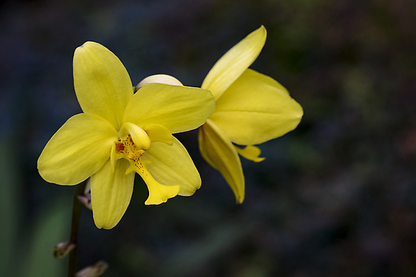 포토 JPG 해외이미지 식물 꽃잎 꽃 분홍색 꽃다발 백그라운드 잎 꽃무늬 오렌지 자연 사람없음 장식 빨간색 초록색 컬러풀 뷰티 노란색 정원 보라색 스파 봄 활발 낭만 벚꽃 나뭇가지 신선 난초 우아함 호접란 내추럴 고립 이국적 해외포토 나무 계절 컬러 컨셉 무늬 과일 생태계 파일형식 이미지허브