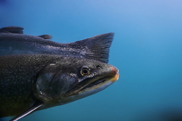 포토 JPG 해외이미지 동물 계절 호수 야생동물 음식 스포츠 자연 낚시 휴가 건강 어류 취미 사람없음 물 사진촬영 수중 수영 흐름 오염 큼 먹기 순수 다이빙 사냥 육식동물 잉어 깊이 동물상 민물 생태학 포식 해외포토 자연요소 교육 컨셉 모션 레저 조형물 촬영 수중동물 수상스포츠 크기 생태계 수중스포츠 파일형식 이미지허브