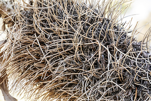 포토 JPG 해외이미지 나무 식물 꽃잎 꽃 자연 불 산 종류 씨앗 풍경 사람없음 야외 목재 초록색 갈색 환경 계곡 사진촬영 하이킹 나뭇가지 호주 숲 땅 침엽수 원뿔 해외포토 자연요소 도형 컬러 재료 레저 촬영 오세아니아 생태계 파일형식 이미지허브