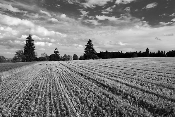 포토 JPG 해외이미지 나무 계절 유럽 여행 밭 자연 하늘 풍경 초원 사람없음 여름 시골 숲 6월 체코 8월 7월 내추럴 해외포토 식물 나라 농업 날짜 생태계 파일형식 이미지허브