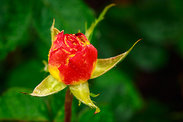 포토 JPG 해외이미지 꽃 산업 농업 자연 사람없음 야외 가로 컬러풀 장미 닫기 원예 카피스페이스 해외포토 식물 컬러 모션 취미 공백 생태계 파일형식 이미지허브