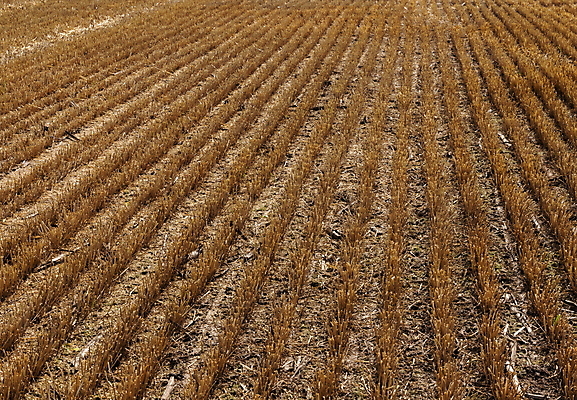 포토 JPG 해외이미지 식물 계절 음식 빵 줄기 백그라운드 밭 농업 자연 하늘 건조 잔디 사람없음 야외 옆모습 초록색 농작물 농장 농경지 노란색 수확 시골 황금 낟알 땅 자르기 시리얼 밀 밀짚 땅바닥 밭일 숙성 호밀 해외포토 산업 뷰포인트 컬러 모션 곡류 바닥 짚 생태계 파일형식 이미지허브